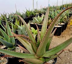 Image result for Aloe bukobana