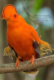 kc au adli kullanicinin passaros panosundaki pin rengarenk kuslar kus