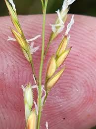 Image result for Blyxa hexandra