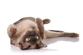 We have 5 burmese breeders located in the following states: Burma Katze Katzen Informationen Zu Den Rassen Omlet