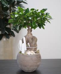 Arrangement White Beach You Can Create This Beautiful Natural Arrangement The Plant Of This White Beach Arrangement I Garden Crafts Ficus Microcarpa Ficus