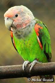 Poicephalus Robustus Fuscicollis Un Cape Parrot Papaganlar Kus