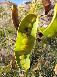 Image result for Entada chrysostachys