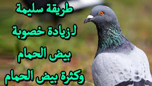 متى تبيض انثى البادجي بعد التلقيح بعض الانات تبيض بعد اسبوع والبعض بعد شهر والبعض لا تبيض نهائيا #البادجي #. Ø·Ø±ÙŠÙ‚Ø© Ø³Ù„ÙŠÙ…Ø© Ù„Ù€ Ø²ÙŠØ§Ø¯Ø© Ø®ØµÙˆØ¨Ø© Ø¨ÙŠØ¶ Ø§Ù„Ø­Ù…Ø§Ù… ÙˆÙƒØ«Ø±Ø© Ø¨ÙŠØ¶ Ø§Ù„Ø­Ù…Ø§Ù…