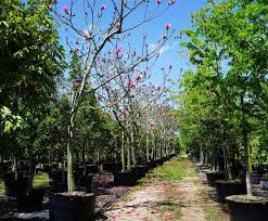 Image result for Pseudobombax