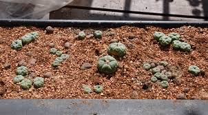 Peyote Is The Darling Of The Psychedelics Renaissance. Indigenous Users Say  It Co-Opts 'A Sacred Way Of Life' | Sovereignty