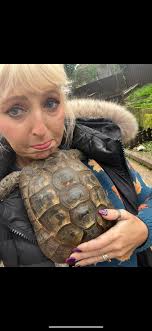 Lost tortoise in Chardonnay Hills, Temeku Park area