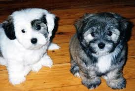 Check spelling or type a new query. Kyi Leo Dog Lhasa Apso X Maltese Mix Info Temperament Training Puppies Pictures
