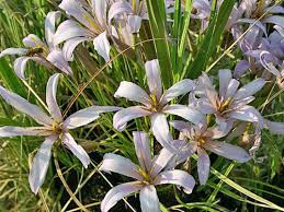 Image result for Xerophyta humilis