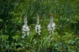 Image result for Phymaspermum