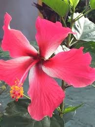 Pin On My Flower Photography