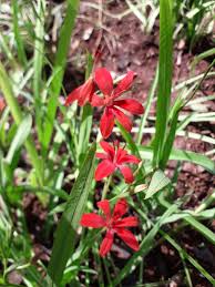 Image result for Freesia grandiflora