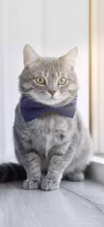 lovely kittens おしゃれまとめの人気アイデア pinterest paradise human 動物 かわいい 猫 動物