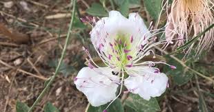 Image result for Caperonia serrata