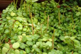 Image result for Tragia prostrata