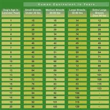 dog age chart a pets life