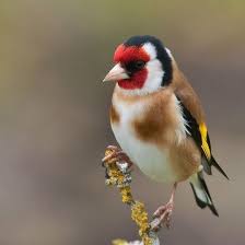 Unknown Birds Outside My Window Greenfinch Instagram Greenfinch Sparrow Verdier Moineau Passereau Bird Birds Oiseau Oiseaux Chardon Beautiful Birds Pretty Birds Most Beautiful Birds