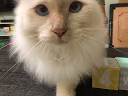 What to do about a stressed Birman cat eating non-edible items due to a new  baby in the house in Pflugerville, Texas?