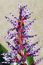 Un'erba alta sino 1 metro, con ghirlande di fiori blu dalla caratteristica forma a cimiero. Fiore Blu Spiga Selvatico Cardo Selvatico Selvatico Con Il Fiore E L Ape Rosa Su