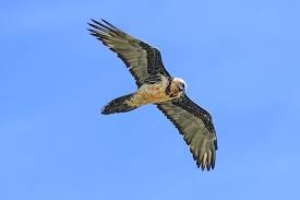 Der junge bartgeier flog vor wenigen tagen i. Bartgeier Gypaetus Barbatus C Schweizerischer Nationalpark Picture Of Zernez Engadin St Moritz Tripadvisor