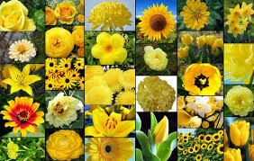 Lowes.askval.com has been visited by 10k+ users in the past month Types Of Yellow Flowers Types Of