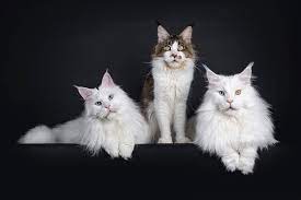 Exchange scents and introduce them gradually. Introducing A Third Cat