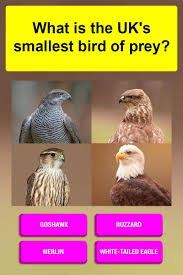 Birds Of Prey Full Movie Free English What Is The Uk S Smallest Bird Of Prey Birds Of Prey Small Birds Bird