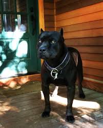 Often Imitated Never Duplicated Prague S Problem Beauty Beast Pitbull Scary Dogs Pitbulls Pitbull Dog