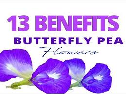 13 Benefit Flowers Of Butterfly Pea For Health See Description Youtube Bunga