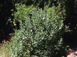 Image result for Feijoa sellowiana