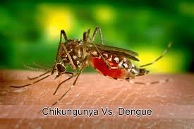 Best practice requires levels of pests and diseases in each orchard to be assessed and recorded on a regular basis and that ideally, assessment should be done before a spray round is due to be applied so that decisions about the need for treatment, the interval between. 7 Difference Between Chikungunya And Dengue Causes Symptoms