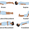 The anatomy of the back refers to the muscles of the back, as well as the bones of the scapulae, ribcage, and spine. 1