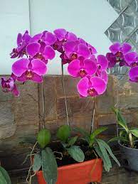 Maybe you would like to learn more about one of these? Jual Bunga Anggrek Bulan Berbunga Warna Ungu Polos Di Lapak Sinar Mukti Bukalapak