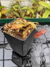 Image result for Nesaea heptamera