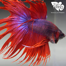 Pin Oleh Fishgang Di Betta