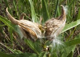 Image Result For Images Of Antelope Horn Seed Pods For Common Milkweed With Images Seed Pods Antelope Horns Milkweed