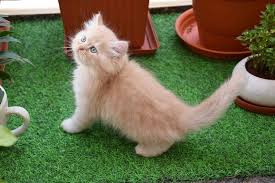 We found 707 results for exotic pet stores in or near palos heights, il. The Exotic Pets Store Home Facebook