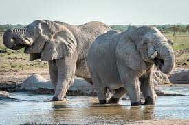 Vacationtraveladventure Nxai Pan National Park Botswana Feb 18 20 2016