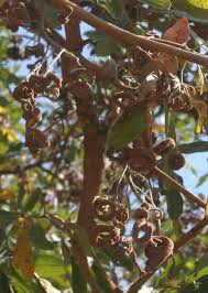 Image result for Terminalia sericea