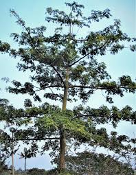 Image result for Aeschynomene mossambicensis