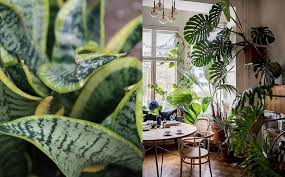 Menyimpan pokok lidah jin atau juga dikenali sebagai pokok lidah mertua di dalam rumah boleh membiakkan mikroorganisma seterusnya menjejaskan kesihatan golongan tertentu. Alamak Pokok Lidah Jin Atau Indoor Plants Bahaya Untuk Imun Badan Manusia Dengar Penjelasan Ahli Kimia Ini Gempak