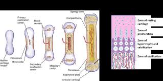 Long bones contain yellow bone marrow and red bone marrow, which produce blood cells. Classification Of Bones Primary Category Anatomy Qa