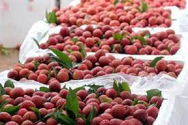 Công an huyện lục ngạn (bắc giang) khuyến cáo người dân khi giao dịch, mua bán vải thiều cần đối chiếu trọng lượng vải thiều khi cân ở nhà với tại điểm cân. Báº¯c Giang Chuáº©n Bá»‹ Xuáº¥t Kháº©u Váº£i Thiá»u TÆ°Æ¡i Sang Nháº­t Báº£n