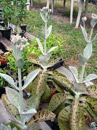 How to care for your christmas cactus: Kalanchoe Gastonis Bonnieri Donkey Ears Suculentas Cactos E Suculentas Jardinagem