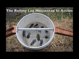 Résultat de recherche d'images pour "bucket mouse trap"