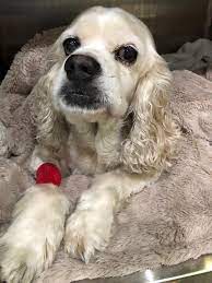 If the dog is a well socialized and well trained dog and if your dog is as well, then they should get along just fine. News Camp Cocker Rescue