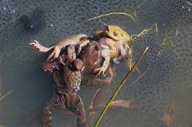 Tired of aggressively amorous males? These female frogs play dead | Science  | AAAS