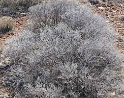 Image result for Swertia tetrandra