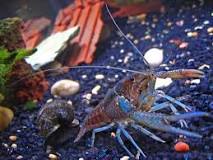 Image result