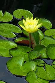 Image result for Nymphaea cf. mexicana